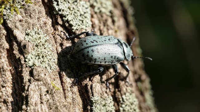 Macro Shot of a Spotted Beetle Crawling on a Textured Tree Trunk in the Forest