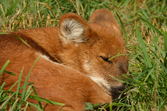 A young dhole (mountain wolf) having a powernap).