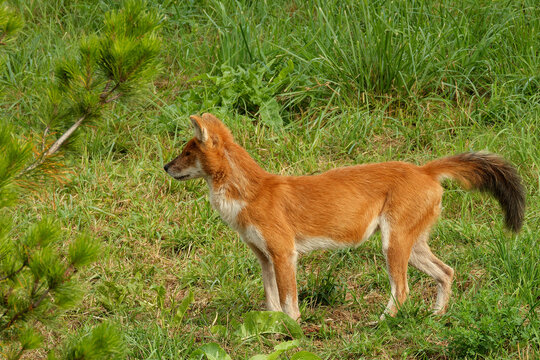 A young dhole (mountain wolf) looking for company.