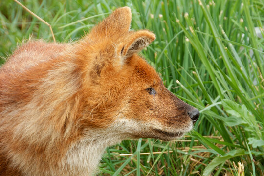 A young dhole (mountain wolf) looking for company.