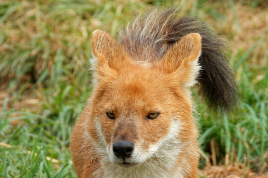 A young dhole (mountain wolf) looking for company.