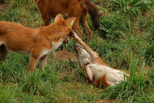 Dhole (mountain volves) are highly social animals,
