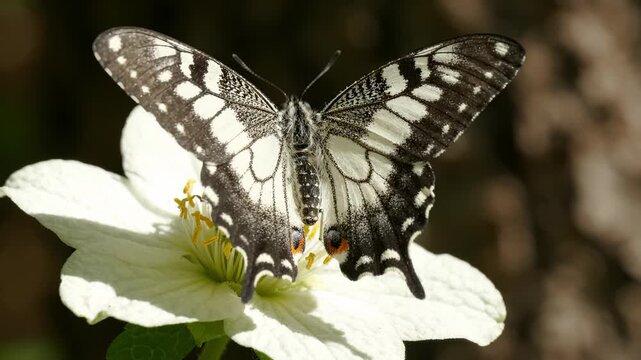 Close Up of a Swallowtail Butterfly Resting on a White Flower in the Garden