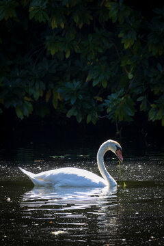 Elegant white swan gliding across a dark lake with a clear curved-neck reflection and gentle ripples