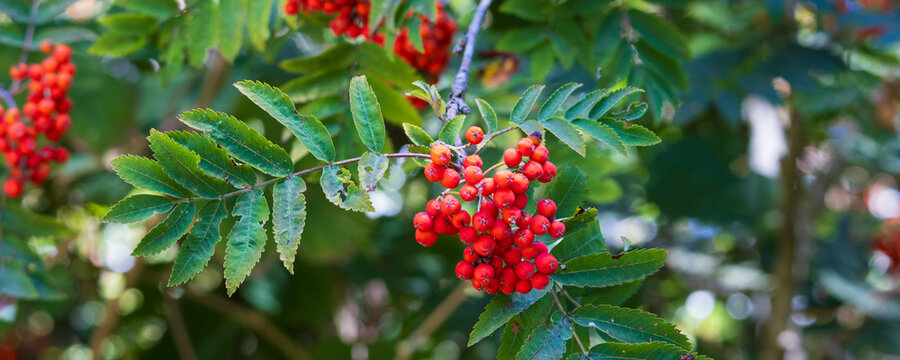 Red rowan berries (Sorbus aucuparia) on a green leafy branch in soft summer light