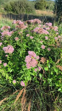 Hemp-agrimony (Eupatorium cannabinum) blooming in August in a natural meadow. Tall wild plant with narrow leaves and a large fluffy cluster of delicate powder-pink flowers