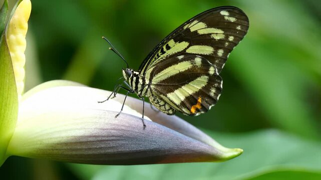 Close Up of a Zebra Longwing Butterfly Resting on a Tropical Flower Bud