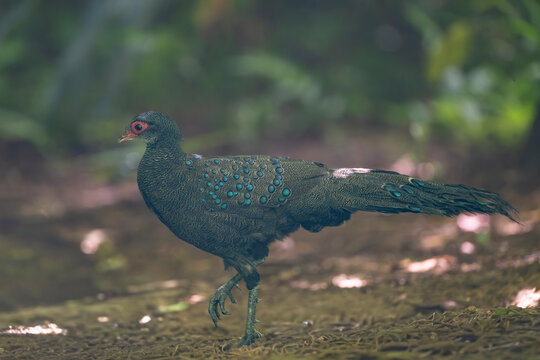 male Germain's peacock-pheasant (Polyplectron germaini) walking in Cat Tien National Park, Vietnam. Profile shot showing iridescent blue ocelli spots and bare red facial skin.