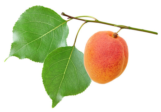 apricot fruit with green leaf isolated on white background. clipping path