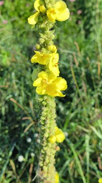 Yellow Mullein (Verbascum) Blooming in Summer