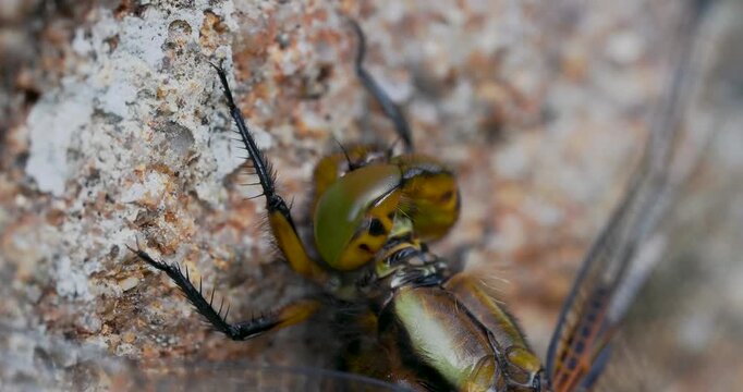 A Close-up of a Broad-bodied Chaser Emerging on a Wall.