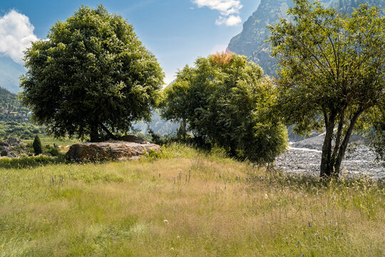 Scenic Meadow with Lush Green Trees and Rocky Riverbed Overlooking Majestic Mountain Slopes in Miyar Valley, Himachal Pradesh, India