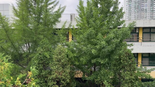 Large Ginkgo Tree Swaying in Wind Outside School Building