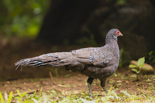 Germain's peacock-pheasant (Polyplectron germaini) foraging on the forest floor in Cat Tien National Park, Vietnam. Rare wildlife stock photo showcasing fine, iridescence-spotted plumage.