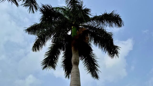 The tall palm tree rises with dense fronds and a textured trunk against a bright blue sky. Scattered white clouds create a simple tropical view in Udaipur.