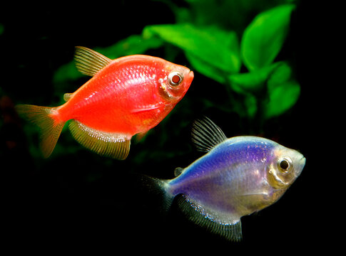 A Closeup Image of a Red and Blue Glow Fish in an Planted Tank Aquarium
