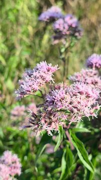 Hemp-agrimony (Eupatorium cannabinum) blooming in August in a natural meadow. Tall wild plant with narrow leaves and a large fluffy cluster of delicate powder-pink flowers