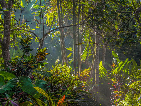 scenic rain forest in Bali near Ubud
