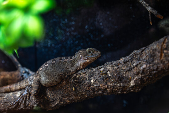 Common spiny lizard