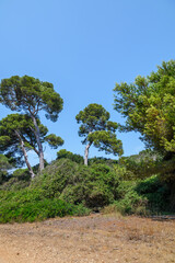 Fototapeta premium Tall pine trees standing against a clear blue sky on a sunny day