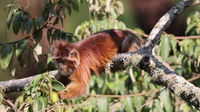 East Javan langur (Trachypithecus auratus), also known as the ebony lutung, Javan langur or Javan lutung, is an Old World monkey from the Colobinae subfamily.
