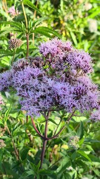 Hemp-agrimony (Eupatorium cannabinum) blooming in August in a natural meadow. Tall wild plant with narrow leaves and a large fluffy cluster of delicate powder-pink flowers