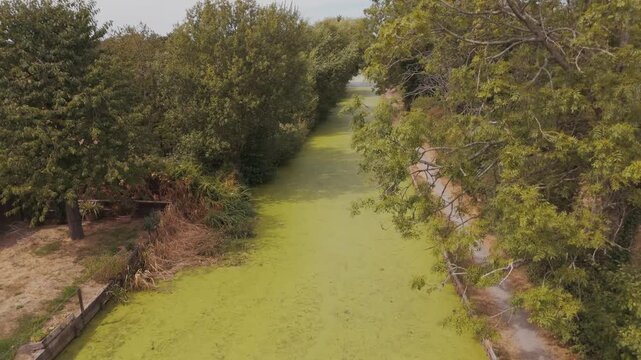 Aerial view of duckweed covering canal in summer