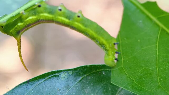 macro view of a green Pellucid Hawk Moth caterpillar (Cephonodes hylas) feeding on a green leaf