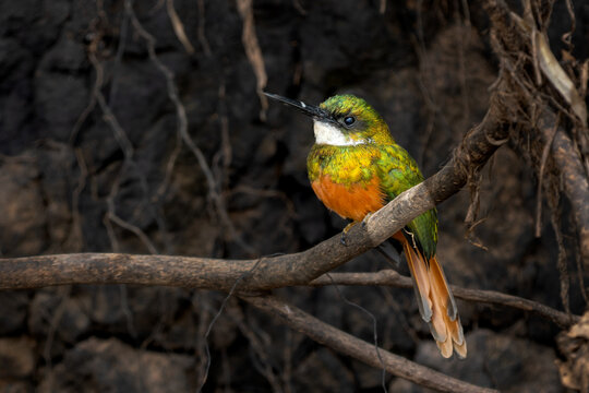 Rufous-tailed Jacamar - Galbula ruficauda, beautiful colored near passerine bird which breeds in the tropical New World, Pantanal, Brazil.