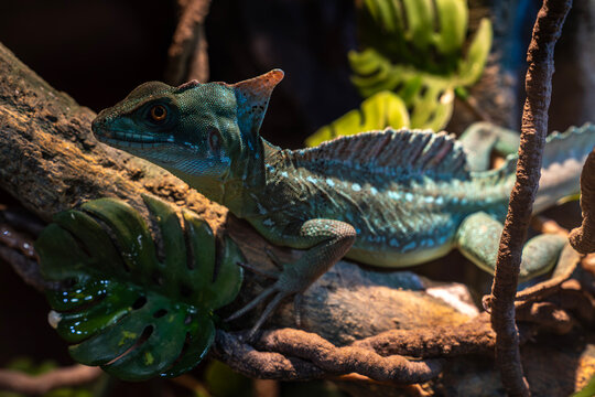 Basilisk lizard