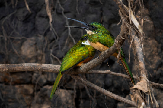 Rufous-tailed Jacamar - Galbula ruficauda, beautiful colored near passerine bird which breeds in the tropical New World, Pantanal, Brazil.