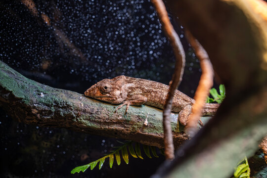 Anolis chamaeleonides&zwnj;