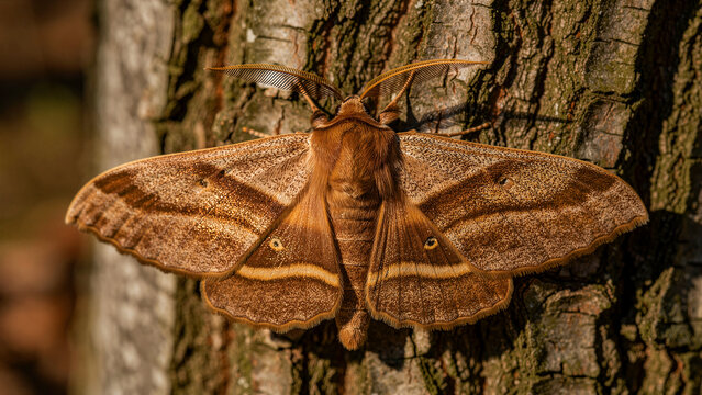 Large brown moth resting with spread wings on rough tree bark. Macro shot showcasing feathery antennae and intricate patterns. Wildlife biodiversity concept for nature education and research.