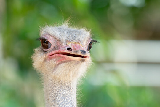 The common ostrich (Struthio camelus), or simply ostrich, is a species of flightless bird native to certain areas of Africa.