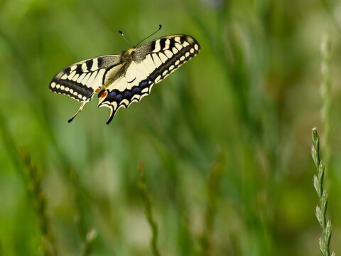 swallowtail flying with wings spread