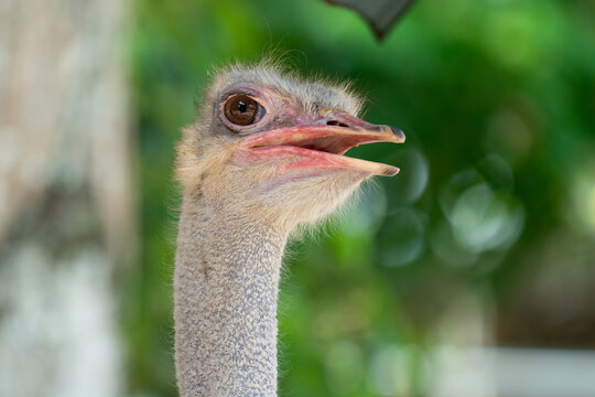 The common ostrich (Struthio camelus), or simply ostrich, is a species of flightless bird native to certain areas of Africa.