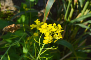 Fototapeta premium bee on yellow flowers vegetable flora