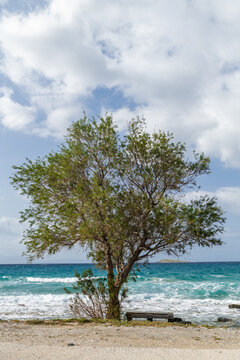 Crete Beach Landscape with Tree, Waves and Blue Sea