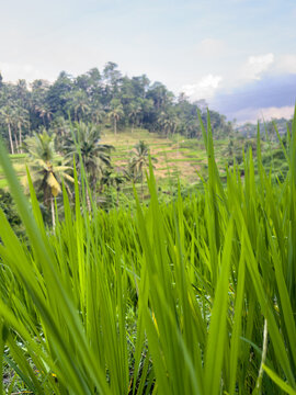 Close-up of green rice plants with terraced fields, coconut palms and forested hills behind at Tegallalang, Ubud, Bali, Indonesia