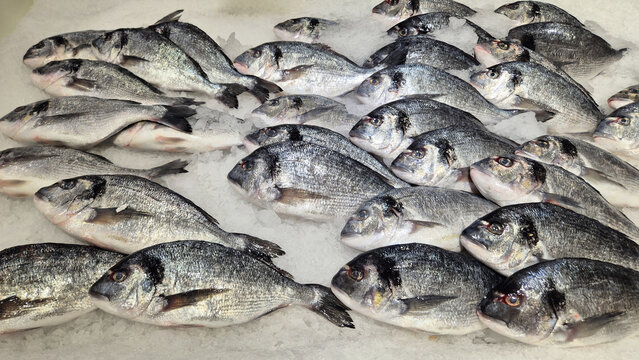 Fresh sea bream fish displayed on a bed of crushed ice at a market stall.