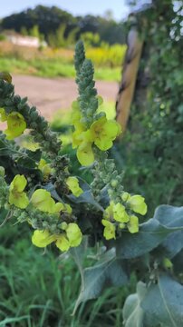 Yellow Mullein (Verbascum) Blooming in Summer