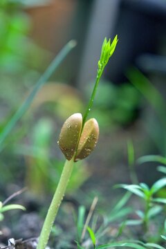 Close-up of a young green seedling emerging from two cotyledon leaves, with fresh new growth and a softly blurred natural background.