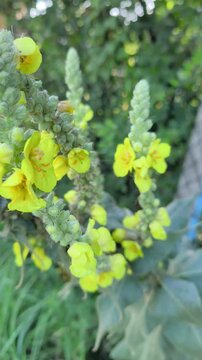 Yellow Mullein (Verbascum) Blooming in Summer