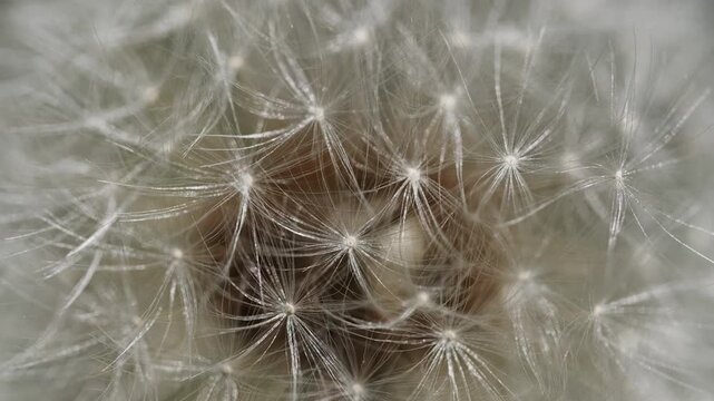 Macro shot of dandelion flower head in full seed bloom. Detailed floral texture of soft fluffy pappus. Nature closeup, 4k