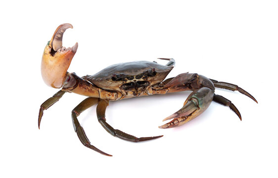 Fresh live raw Giant male mangrove green mud crab - Scylla paramamosain with strong raised claw isolated on white background.