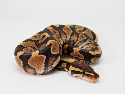 Ball Python breeding in Thailand