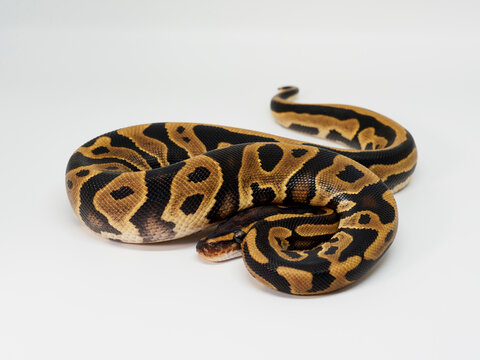Ball Python breeding in Thailand