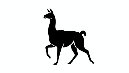 Fototapeta premium Elegant black silhouette of a llama or alpaca walking and looking forward isolated on white background.