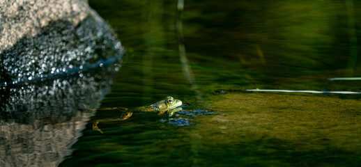 Fototapeta premium Frog resting in clear water with its eyes and head above the surface, surrounded by rocks in a natural aquatic habitat.