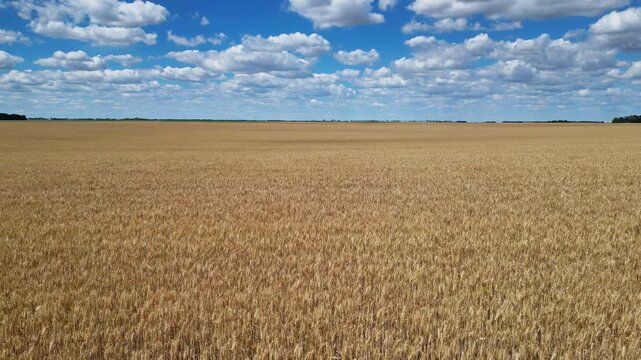 Aerial view of yellow wheat field under blue sky with fluffy white clouds. Rural agricultural landscape during harvest time, 4k